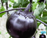 Black Eggplant - F1