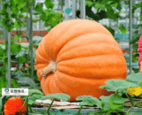 Giant Pumpkin- F1