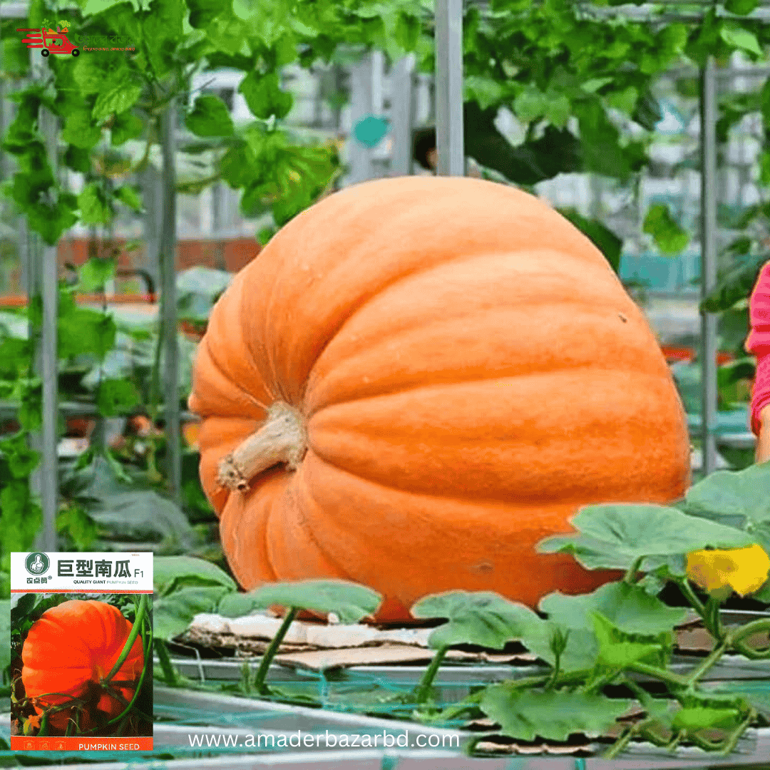 Giant Pumpkin- F1