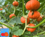 Reb Baby Pumpkin -01