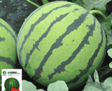 Watermelon - F1