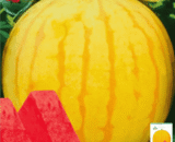 Yellow Watermelon