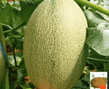 Hamimelon – সাম্মাম