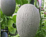 সাম্মাম