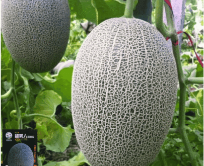 সাম্মাম