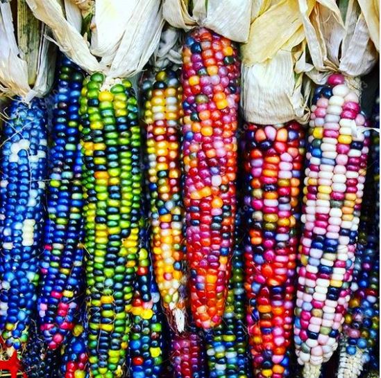 বিদেশী Seven Color Waxy Corn - সাত রঙা ভুট্টা / রেইনবো ভুট্টা (প্রায় ২০ গ্রাম) ওয়াক্সি/গ্লুটিনাস কর্ন জাতের একটি রঙিন ভুট্টা, যেখানে একই শুঁটিতে ৭+ রঙের দানা থাকে। দানা নরম, হালকা মিষ্টি ও স্টিকি টেক্সচারের। শুঁটি লম্বাটে ও ঘন দানা-যুক্ত, স্টিম বা বয়েল করার পর রঙ আরও উজ্জ্বল হয়। আকর্ষণীয় রেইনবো আকৃতি বিশেষ রান্নায় জনপ্রিয়। - Image 2