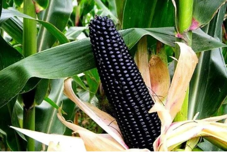 চায়নিজ Black Waxy Corn - কালো ভুট্টা (প্রায় ৩৫ বীজ) চীনের উন্নতমানের ওয়াক্সি ভুট্টা, যার দানা গাঢ় কালো/কালচে বেগুনি- শুঁটি লম্বা ও সিলিন্ডার আকৃতির। কালো ওয়াক্সি দানা—আঠালো, নরম ও সুস্বাদু। সেদ্ধ/ভাজা করলে রং ও স্বাদ আকর্ষণীয় থাকে। তাজা খাওয়ার জন্য খুবই বাজারমুখী ও প্রিমিয়াম দাম। - Image 5