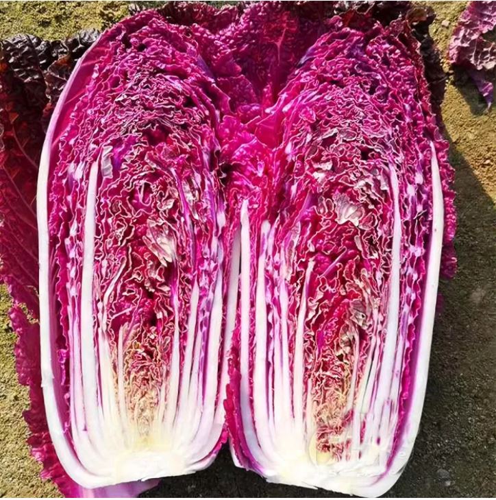আমদানিকৃত Purple Cabbage (বেগুনি বাঁধাকপি) বাইরের ও ভেতরের পাতা অংশটি উজ্জ্বল বেগুনি রঙের । দেখতে সুন্দর তেমনি স্বাদেও অতুলনীয়→ পাতাগুলো নরম, আঁশ কম। ৬০ দিনের মধ্যেই পূর্ণাঙ্গভাবে পরিপক্ব হয়→ গড় ওজন প্রায় ৮ কেজি পর্যন্ত। - Image 3