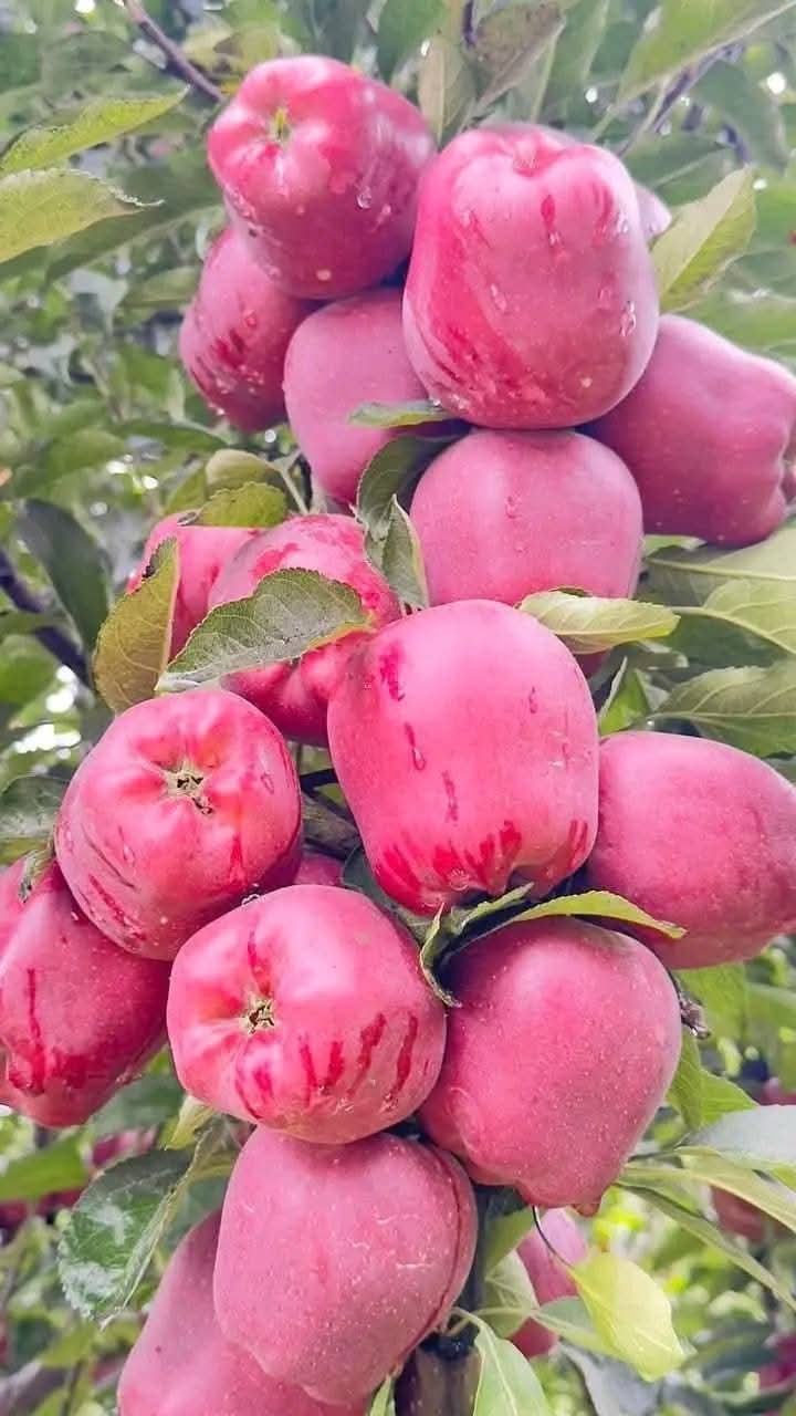 Imported Big Red Delicious Apple (প্রায় ২০ বীজ) - Image 3