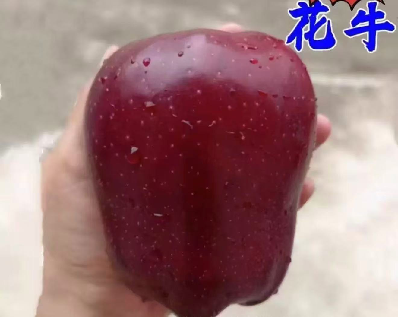Imported Big Red Delicious Apple (প্রায় ২০ বীজ) - Image 2