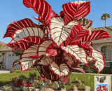 Red & White Giant Caladium