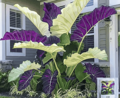 Purple & Green Giant Caladium