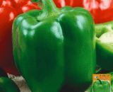 Giant Bell Pepper