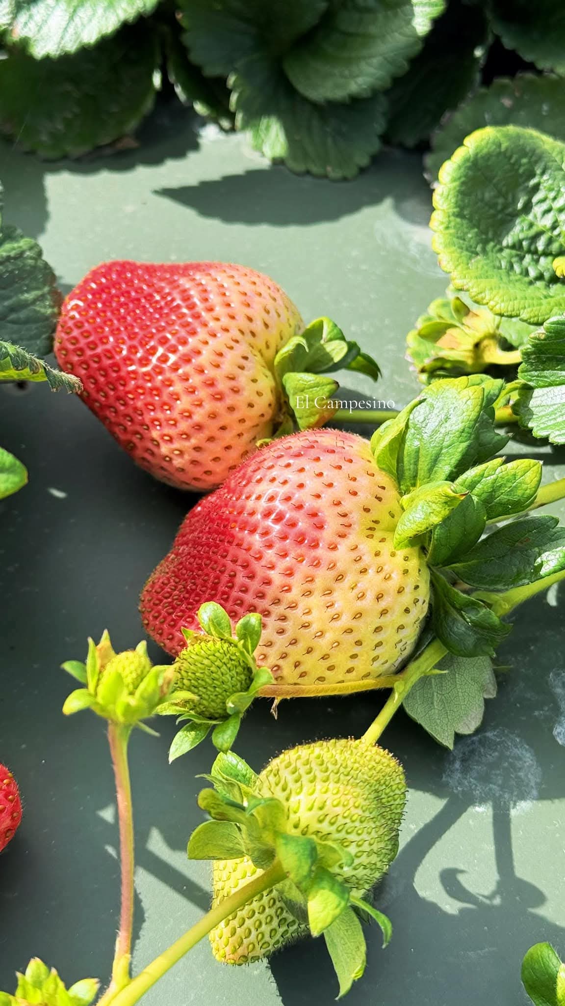 Thai Delicious Sweet Strawberry- সুস্বাদু মিষ্টি স্ট্রবেরি (প্রায় ২০০ বীজ) - Image 2