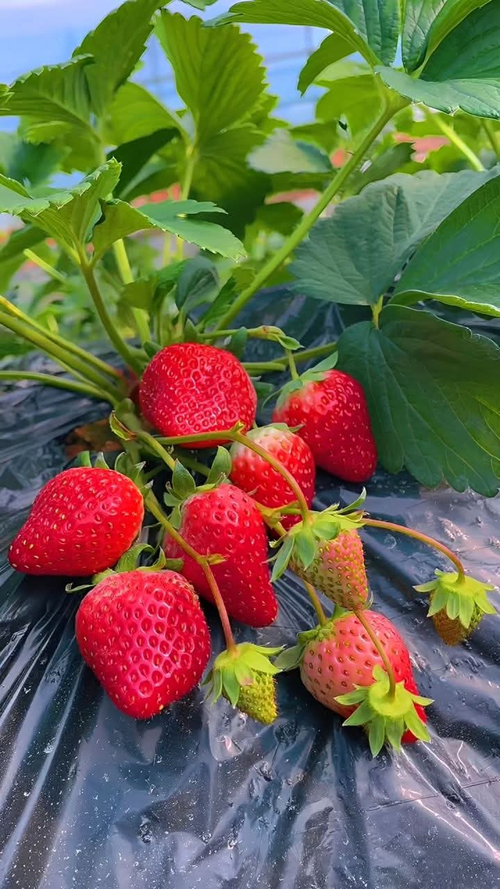Thai Delicious Sweet Strawberry- সুস্বাদু মিষ্টি স্ট্রবেরি (প্রায় ২০০ বীজ) - Image 4