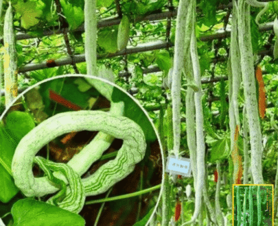 long snake gourd