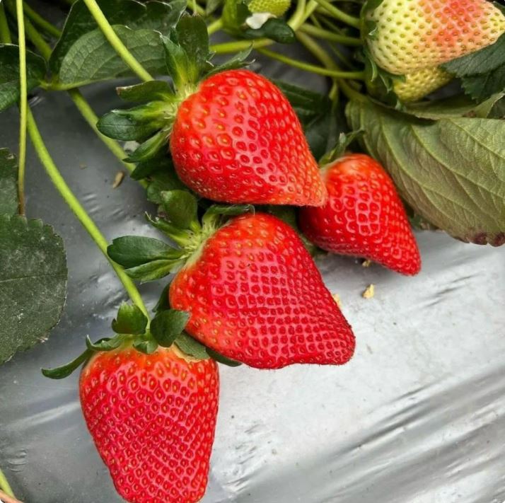Thai Delicious Sweet Strawberry- সুস্বাদু মিষ্টি স্ট্রবেরি (প্রায় ২০০ বীজ) - Image 3