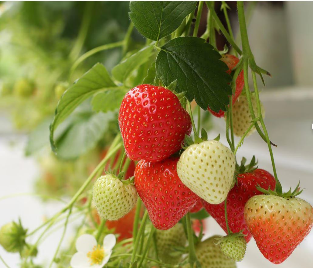 Thai Delicious Sweet Strawberry- সুস্বাদু মিষ্টি স্ট্রবেরি (প্রায় ২০০ বীজ) - Image 5