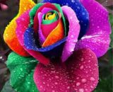 Rainbow Rose