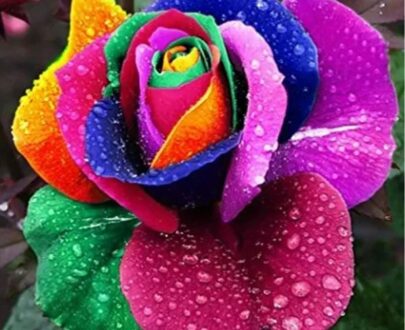 Rainbow Rose