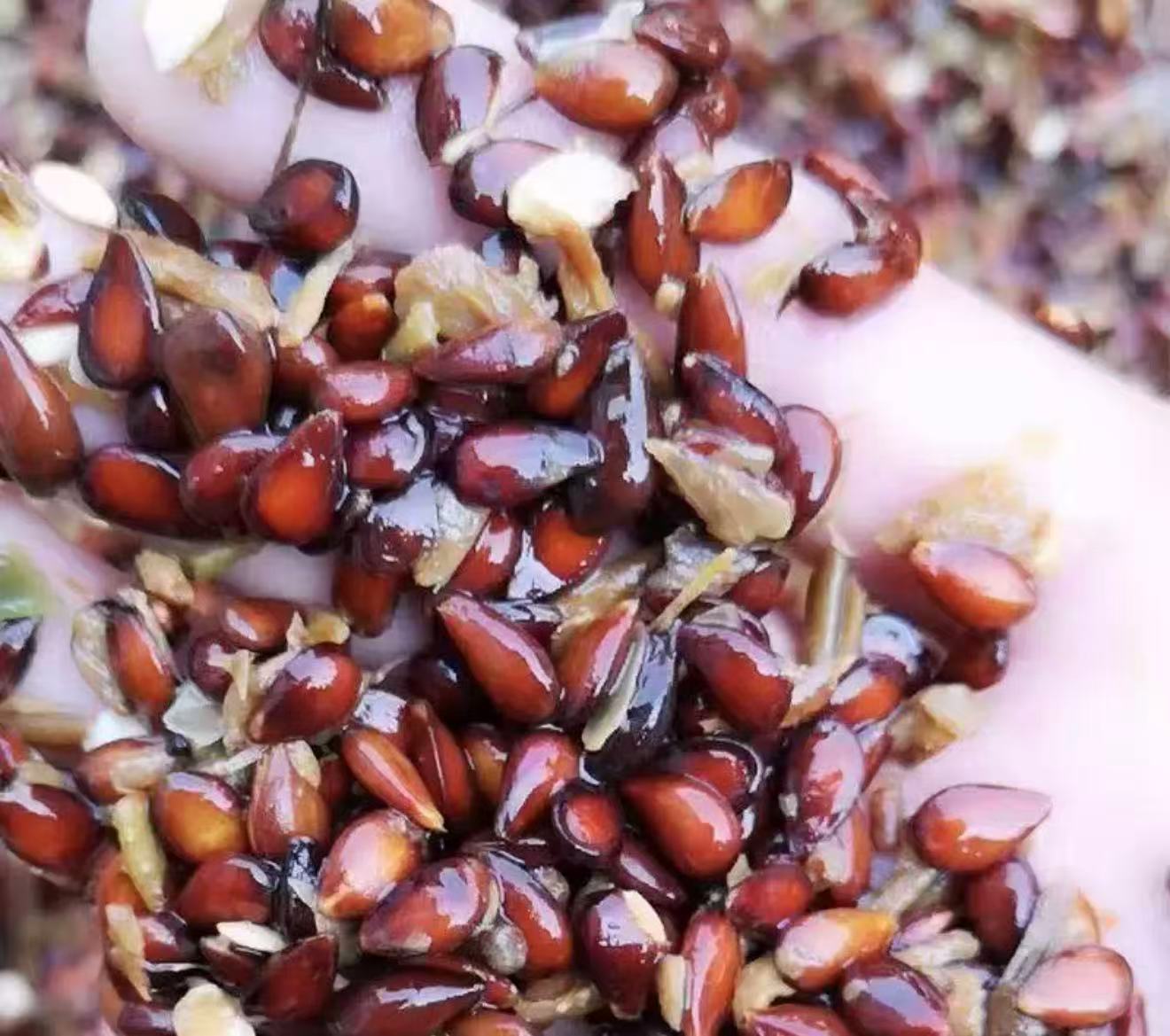 Imported Big Red Delicious Apple (প্রায় ২০ বীজ) - Image 4