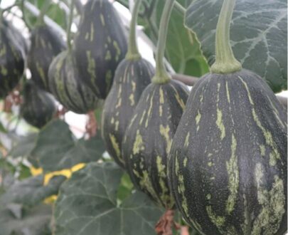 Taro Pumpkin
