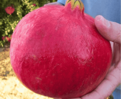 Pomegranate