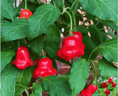 কেমবুচি বা বিশপ ক্রাউন মরিচ