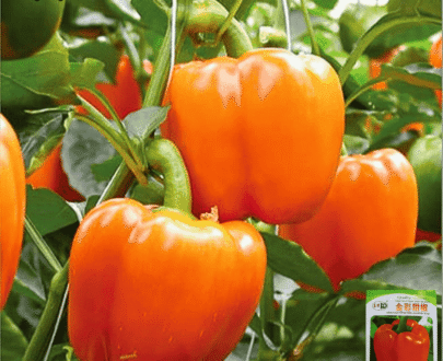 Golden Color Sweet Papper