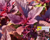 Red Amaranth