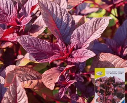 Red Amaranth