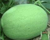 Large Watermelon
