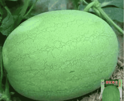 Large Watermelon
