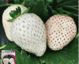 Thai White Strawberry