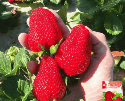 Thai Cream Red Strawberry