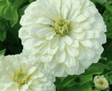 Thai White Zinnia