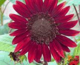Red Sunflower