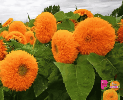 Thai Teddy Bear Sunflower