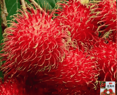 Rambutan