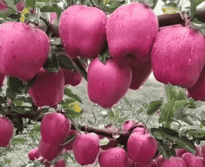 Big Red Delicious Apple