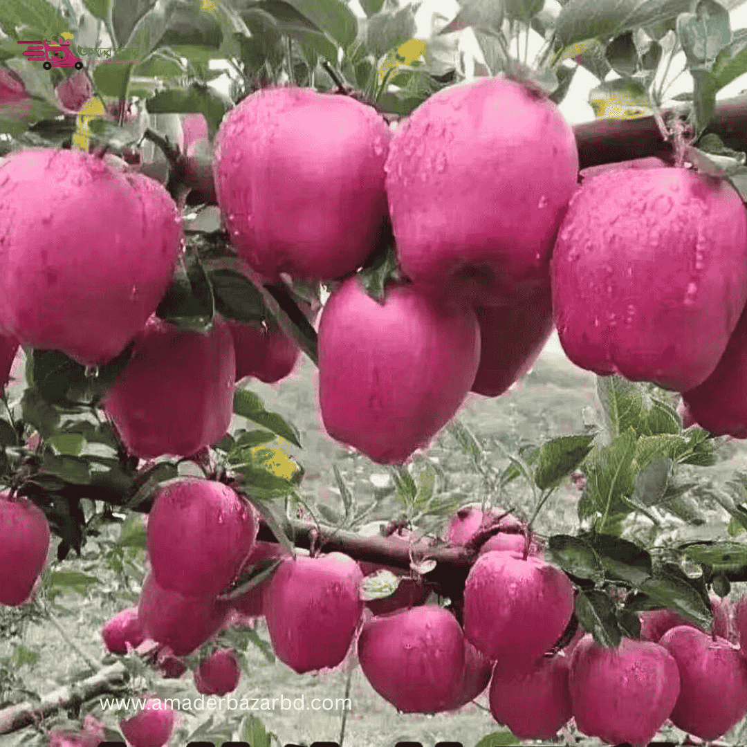 Big Red Delicious Apple