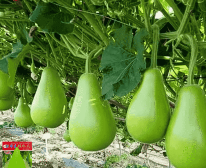 early-maturing short bottle gourds