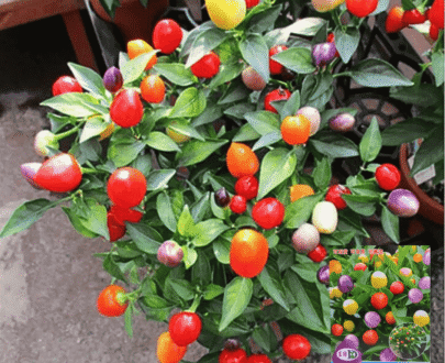 Thai Multi-Color Pepper