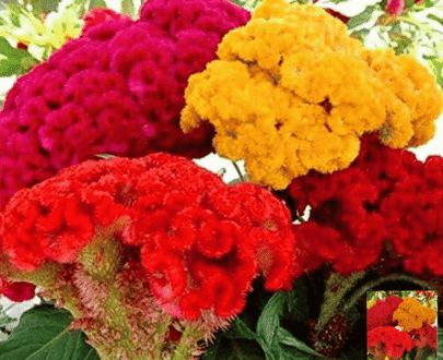 Thai Mixed Cockscomb - মিশ্র মোরগ ফুল