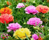 Thai Portulaca - পর্তুলিকা