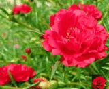 Thai Red Portulaca - লাল পর্তুলিকা