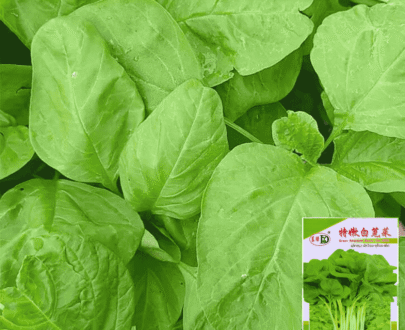 Thai Green Amaranth - ডাঁটা শাক