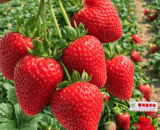 Delicious Sweet Strawberry