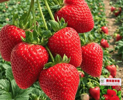 Delicious Sweet Strawberry