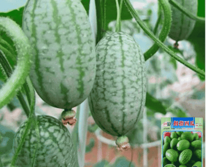 Thai Thumb Watermelon